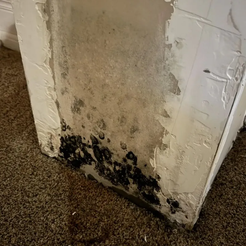 Professional Mold Removal in Cooperstown, WI